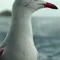 Sully Seagull filmleri